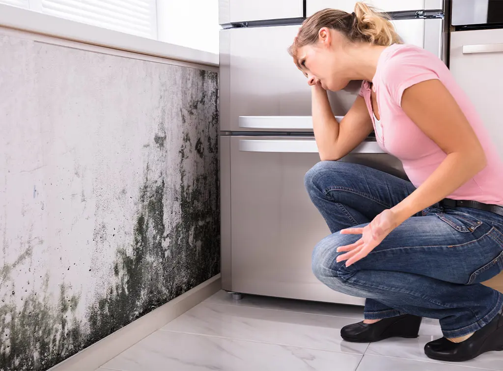 Professional Mold Removal