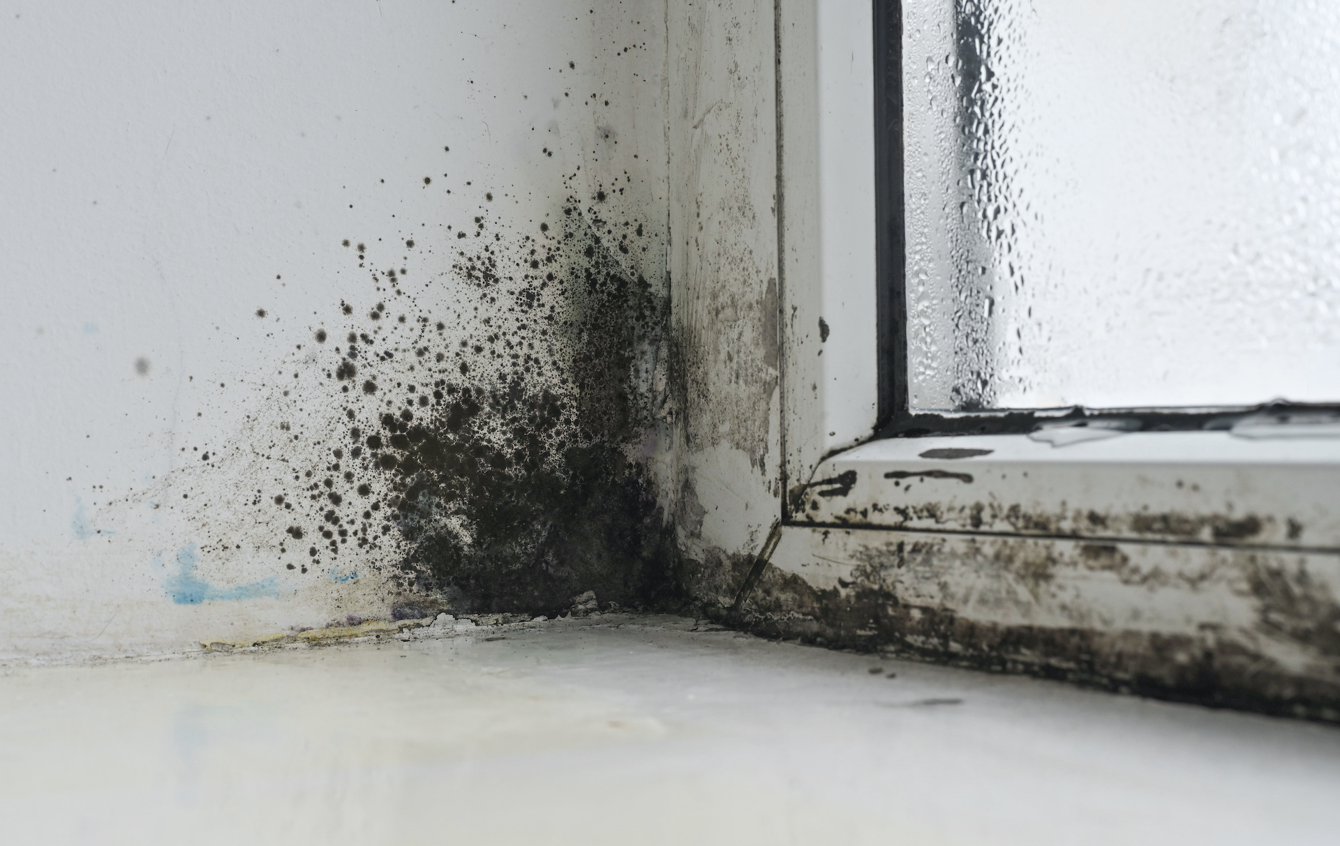 Professional mold removal process in Sachse Texas